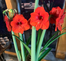 Red Lion Amaryllis Seedlings