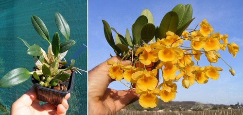 Dendrobium aggregatum - , x