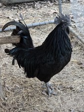 Ayam Cemani Chicken Hatching