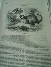 Les Ratons Engraving Old Print 1839