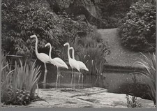 CP - ZOO D'ANVERS - FLAMANTS ROUGES - BELGIQUE