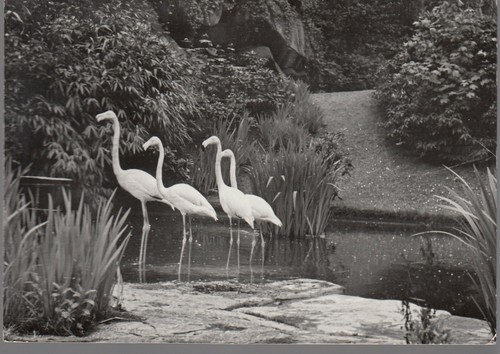 Zoo anvers flamants - -,