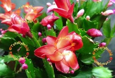 Bouture Cutting  Schlumbergera Cactus de Noël  Ara Brazil