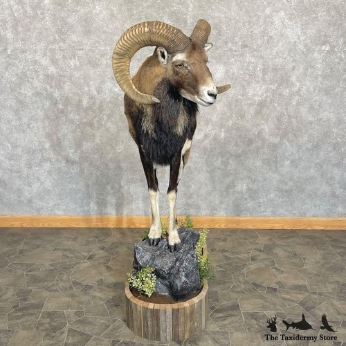 27734 iberian mouflon - iberian,