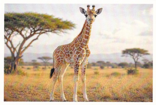 Carte postale girafon - postale,