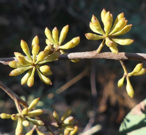 Eucalyptus radiata seeds - seeds,