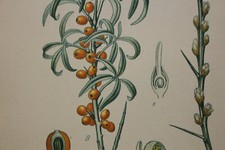 Flower BOTANICAL lithograph board 19th century MASCLEF BONNIER 1891 sea buckthorn