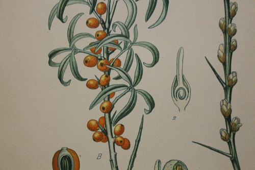 Fleur botanique planche - fleur,