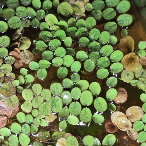 Salvinia plante flottante