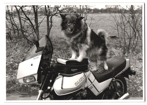 Photographies moto suzuki - photographies,