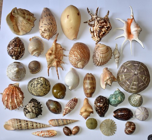 Coquillages collection de 37 - coquillages,