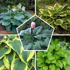 Hosta plantain rustique -