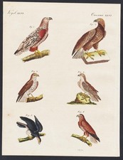 Oiseaux De Proie Rapaces Aigle