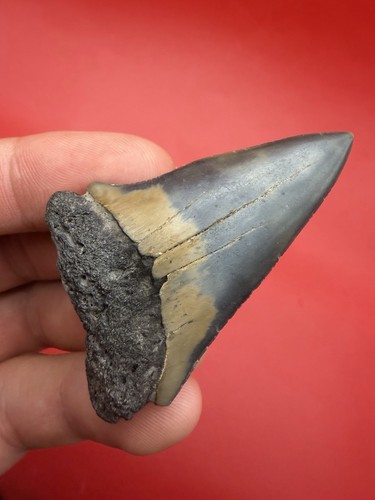 Multicolored mako shark - shark, tooth