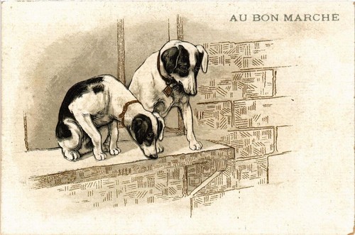 Cpa jack russel terrier - cpa,