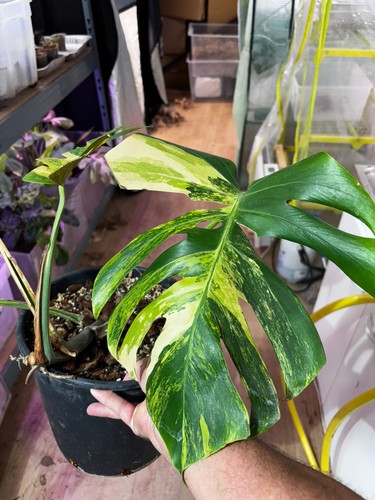 Monstera yellow marilyn - marilyn, –