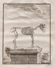 Ram Bélier Squelette De