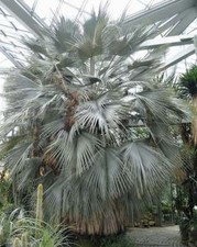 Brahea armata | Blue Hesper Palm | Gray Goddess | 5 Seeds