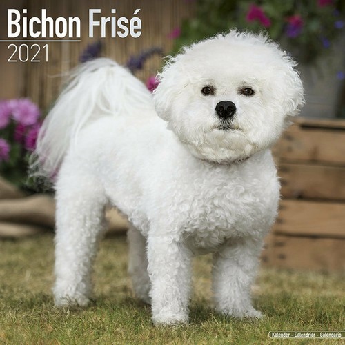 Calendrier 2021 bichon frise - 2021,