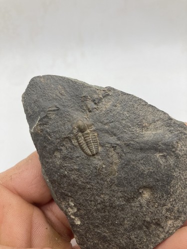 Trilobite ellipsocephalus - trilobite,