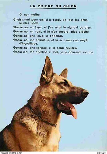 Postcard animals dogs - -,