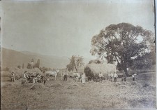 Large albumin print (30X42cm), peasant scene, hay harvest, 19th century