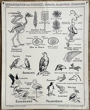 🦅 Ancienne affiche scolaire