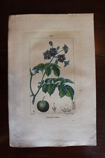 ✒ ca.1830 Pierre TURPIN botanique Pomme de terre