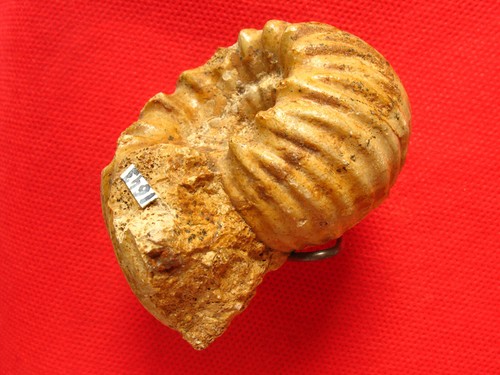 Ammonite callovien - du,