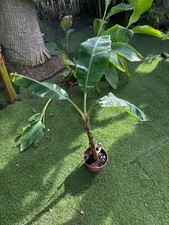 Bananier musa florida variegata