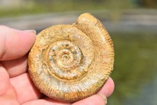 ammonite Prodactylioceras davoei pliensbachien de Nancy