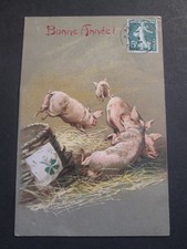 Pig Race Fancy Postcard