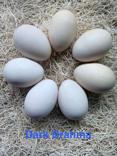 Dark brahma hatching eggs - dark,