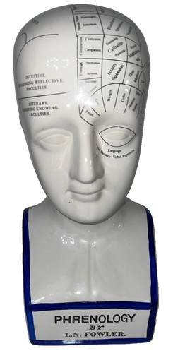 Phrenology bust l n - (6)phrenology, 11.75"