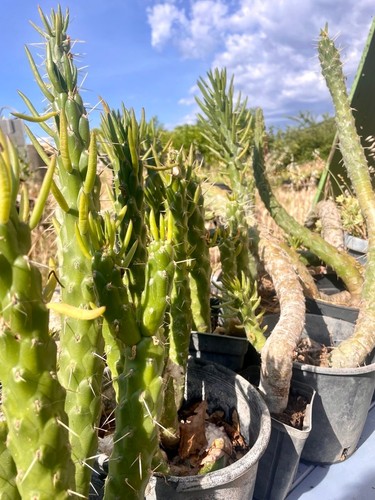 Cactus opuntia subulata - 🌵,