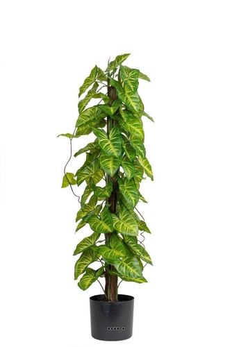 Feuillage hosta artificiel - d'hosta,