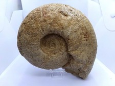 Une belle ammonite  fossile de
