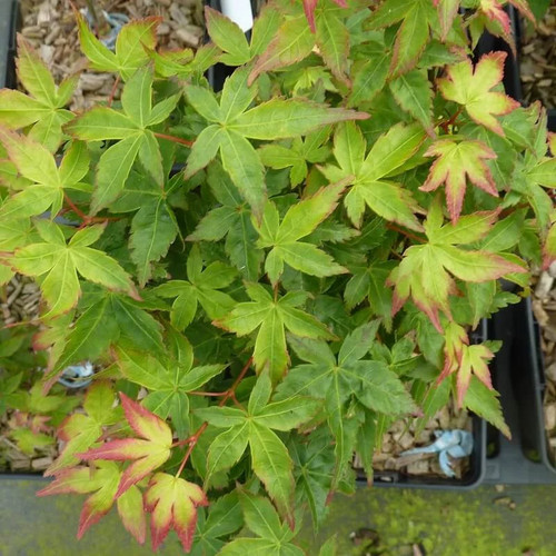 Acer palmatum little - palmatum, 'little