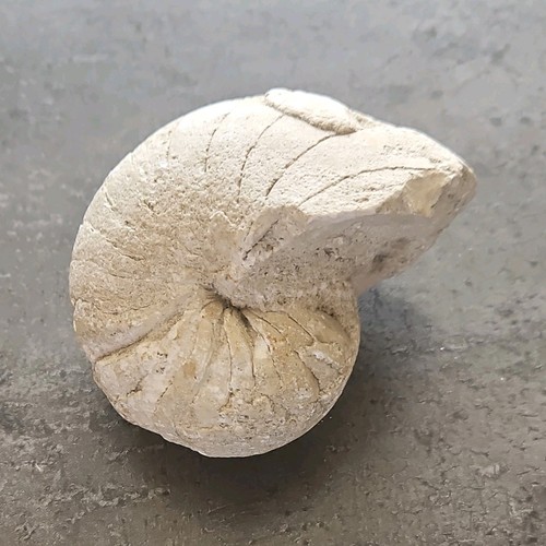 Fossile ammonite spiralée - ammonite,