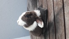 Taxidermie de Lapin Bélier 