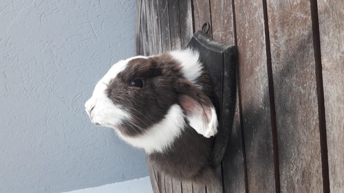 Taxidermie lapin bélier - de,