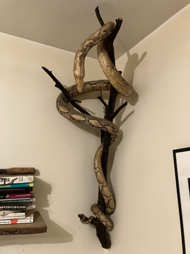 Python birman albinos 2m50 - albinos, de