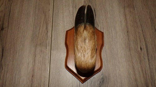 Patte cerf porte - cerf, porte-manteau