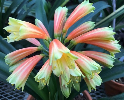 Clivia green throat - , orange