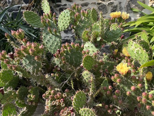 Opuntia sandiana lot trois - opuntia,