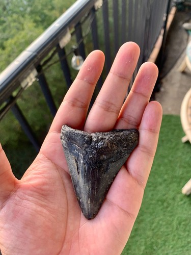 Dent megalodon 7 - de,