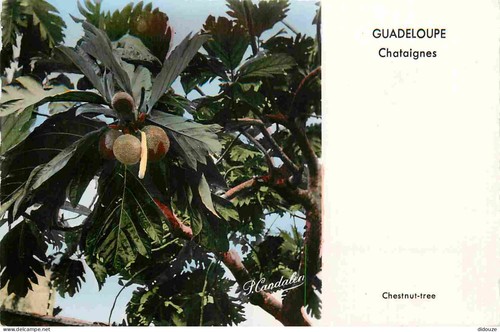 Carte postale guadeloupe - postale,