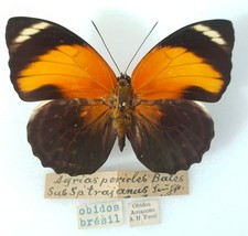 Agrias pericles Trajanus f. immaculata Femmelle - Brésil Obidos - 78 mm