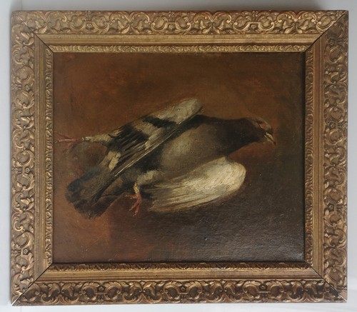 Nature morte pigeon hst - pigeon,