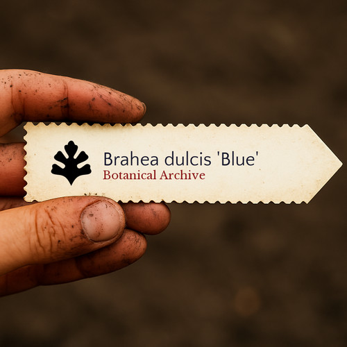 Brahea dulcis blue seeds - dulcis,